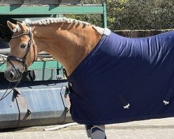 jumper Areeno (Haflinger, 2018, from Alphonso)