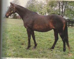 broodmare Bel Sheba xx (Thoroughbred, 1970, from Lt. Stevens xx)