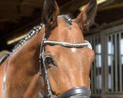 Springpferd Cascaya CH (Schweizer Warmblut, 2014, von Casalito)