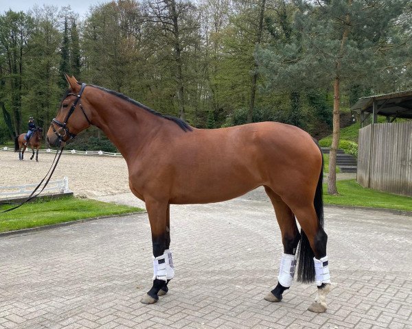 dressage horse Elisa (Oldenburg, 2019, from Escolar)