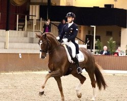 dressage horse Sir Hubert NRW (Westphalian, 2013, from Sir Heinrich OLD)