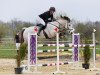 Springpferd Halston Cuthbert (Irish Sport Horse, 2010, von Dunlewey Goshawk)