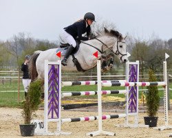 Springpferd Halston Cuthbert (Irish Sport Horse, 2010, von Dunlewey Goshawk)