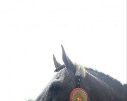 jumper Elmerado (Oldenburg show jumper, 2017, from Emerald van 't Ruytershof)