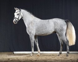 Springpferd Goody RB (Deutsches Reitpony, 2019, von Golden Grey NRW)