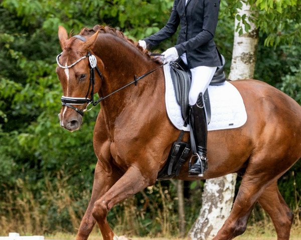 dressage horse Fionnbharr (Westphalian, 2016, from Fuechtels Floriscount OLD)