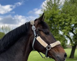 Dressurpferd Straight Horse Don Zuan (Dänisches Warmblut, 2014, von Zack)