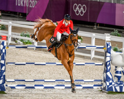 jumper Chanyon (Oldenburg show jumper, 2008, from Chacco-Blue)