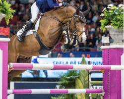 jumper Chaploon (Oldenburg show jumper, 2010, from Chacco-Blue)