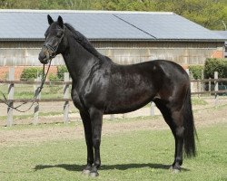 dressage horse Donna Angelina 9 (Westphalian, 2009, from Diamond Hit)