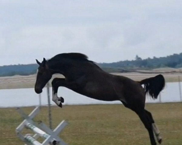 Deckhengst ORO D'O DEL ZIETLITZ Z (Zangersheide Reitpferd, 2019, von Origi D'o)