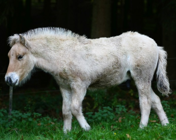 Pferd Onno (Fjordpferd, 2021, von Oddvar Granlygaard)