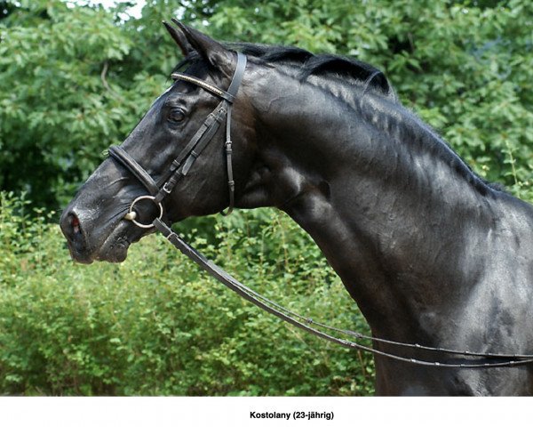 dressage horse Kostolany (Trakehner, 1984, from Enrico Caruso)