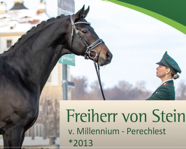 dressage horse Freiherr von Stein (Trakehner, 2013, from Millennium)