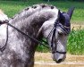 dressage horse Seytana (German Warmblood, 2008, from Sir Oldenburg)