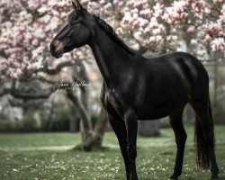 Springpferd Lady Laspari (Deutsches Sportpferd, 2010, von Laspari)