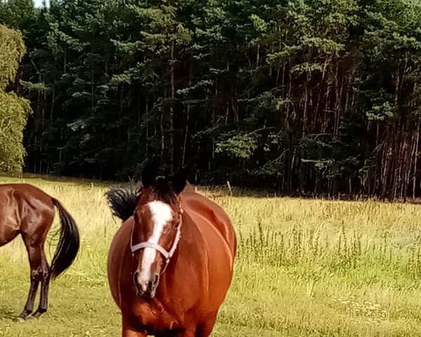 broodmare Mirelle (Trakehner, 2006, from Summertime)