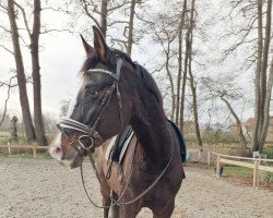 dressage horse Marun 3 (Polish Warmblood, 2005, from Rubin)