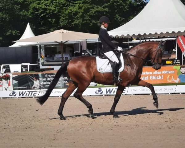 dressage horse Bryan D (Oldenburg, 2016, from Bordeaux 28)