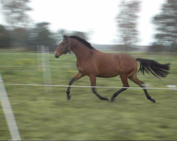 broodmare Ufana II (unknown, 2001, from Frizuco)