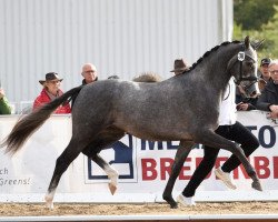 stallion Kind of Magic (Trakehner, 2019, from Zauberreigen)