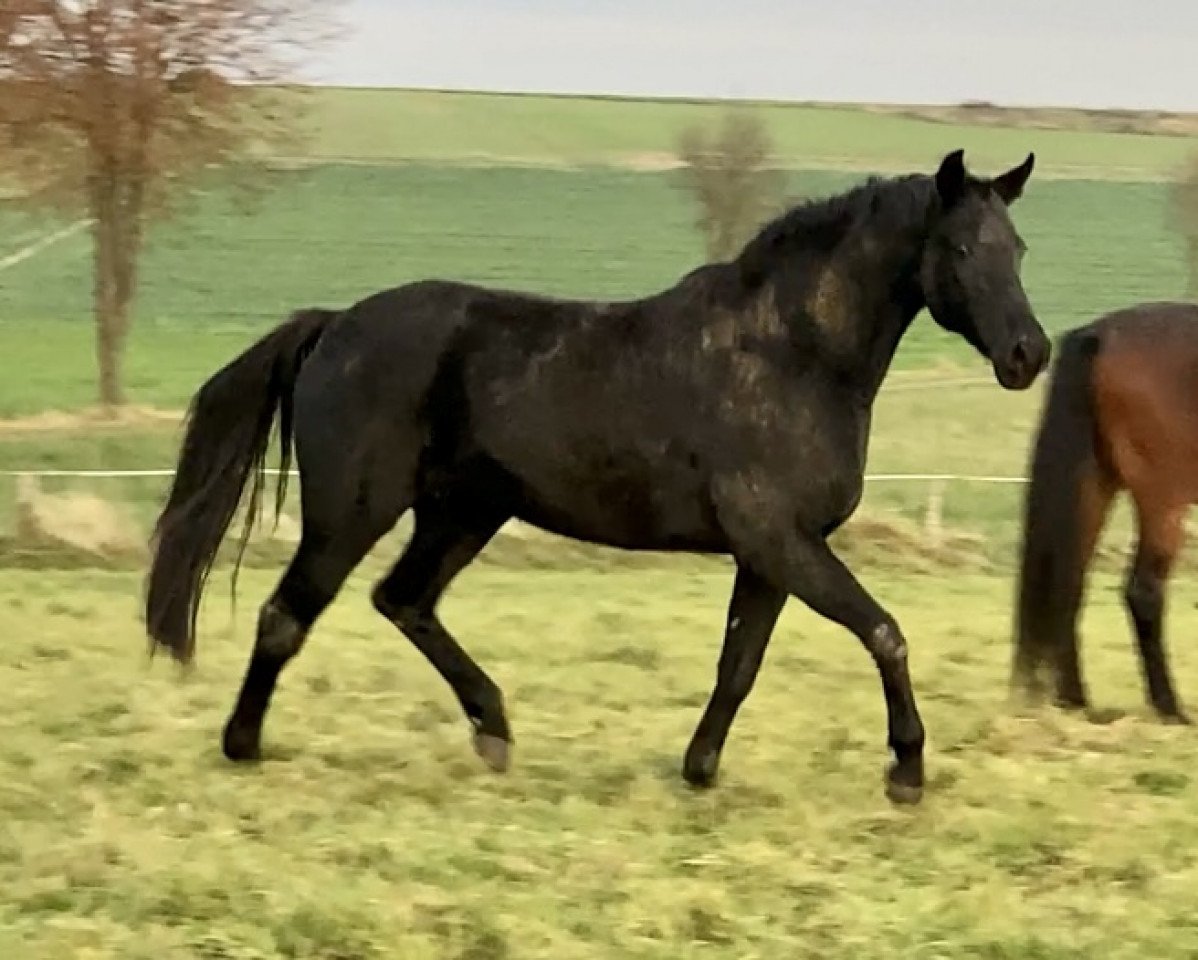 broodmare Ragazza Fina (Oldenburg, 2006, from Rubinero 2)