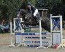 jumper Havanna PJ (Hanoverian, 2017, from Hickstead White)