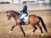 dressage horse Bretton´s Barney W (Westphalian, 2014, from Bretton Woods)