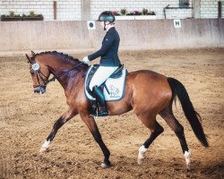 dressage horse Bretton´s Barney W (Westphalian, 2014, from Bretton Woods)