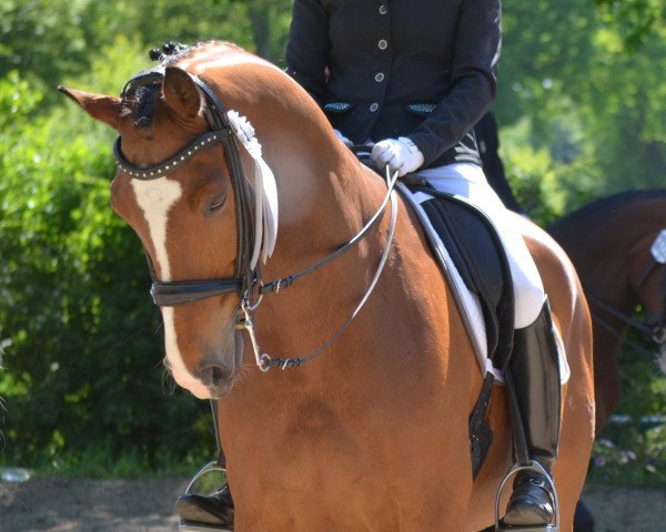dressage horse Westpoint 195 (Rhinelander, 2010, from L'espoir)