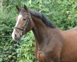 jumper My Crown PJ (Hanoverian, 2017, from Mylord Carthago)