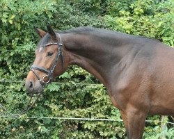 jumper Cheeky Shot PJ (Hanoverian, 2017, from Comme il Faut)