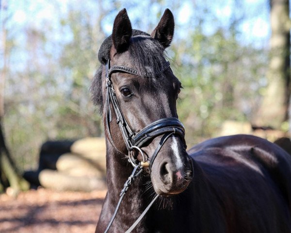 dressage horse Sophienhoeh's Bagira (German Riding Pony, 2011, from Calvados)