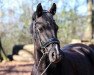 Dressurpferd Sophienhoeh's Bagira (Deutsches Reitpony, 2011, von Calvados)