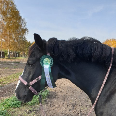 dressage horse Rolling Stone 37 (German Riding Pony, 2016, from Proud Rocketti)