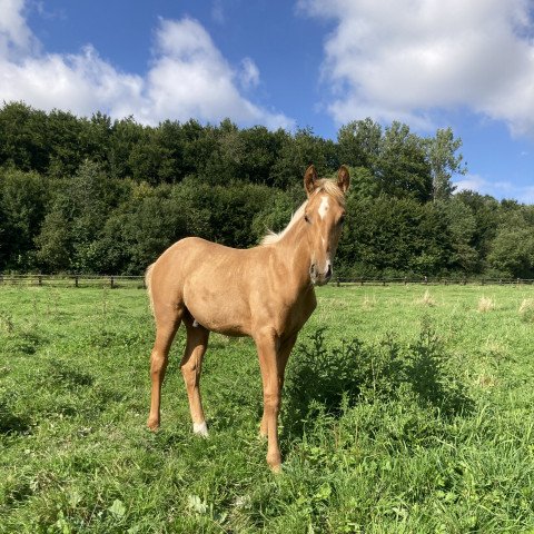 dressage horse Querinus F (Westphalian, 2021, from Qaside Md)