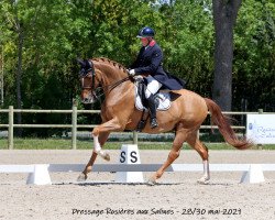 dressage horse Shir Khan 41 (Hanoverian, 2014, from Sarotti Mocca-Sahne)