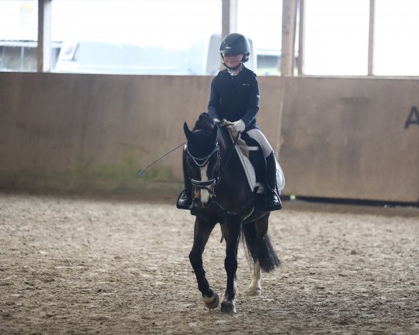 dressage horse Nevio-Yaver (Welsh mountain pony (SEK.A), 2012, from Springfire's Noble Star)