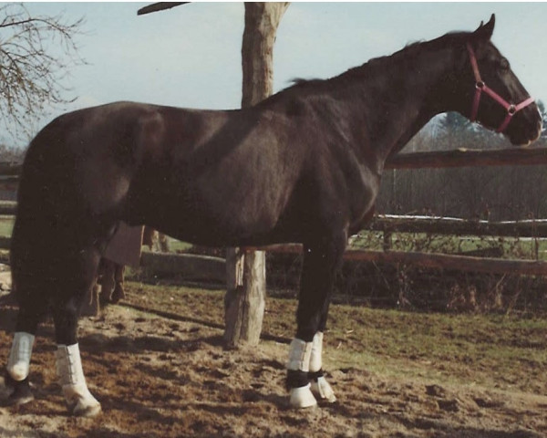 Pferd Lotus (Hannoveraner, 1981, von Leibwaechter I)