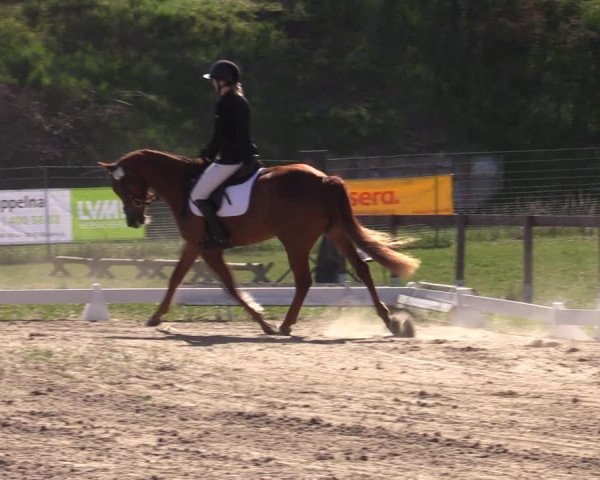 Reitturnier Colbitz 2023