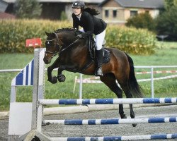 broodmare Dorle (German Riding Pony, 2003, from Constantin)