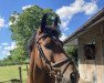 jumper Unique Prinseveld DSC (Belgian Riding Pony, 2016, from Kodjo Van Orchid's)