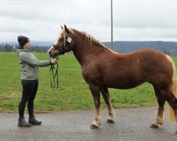 horse Jedina-Rosalie (Black Forest Horse, 2020, from Roter Milan)