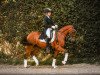 broodmare Whoopy 92 (German Riding Pony, 2009, from Noir de Luxe)