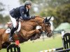 jumper Tulum (Oldenburg show jumper, 2009, from Chacco-Blue)