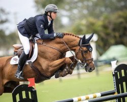 jumper Tulum (Oldenburg show jumper, 2009, from Chacco-Blue)