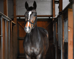 Springpferd Cuteness (Dänisches Warmblut, 2012, von Confiance 4)