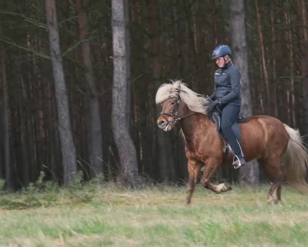 Video of Svenja vom Sigurdshof