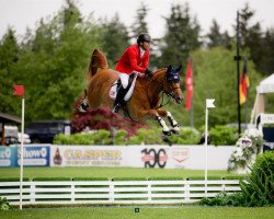 jumper Landon de Nyze (Zangersheide riding horse, 2013, from Comilfo Plus Z)