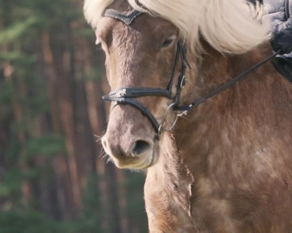Video of Sjolfur vom Laekurhof
